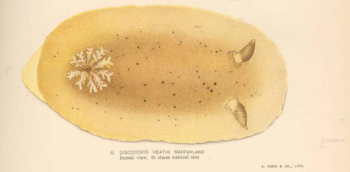 Heath's Dorid