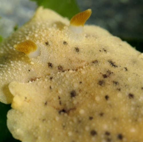 Heath's Dorid