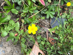 Potentilla canadensis