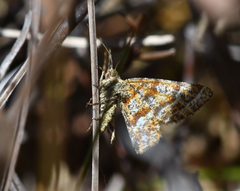 Epelis truncataria