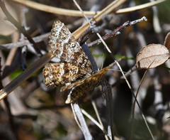 Epelis truncataria