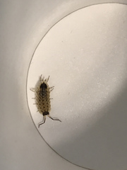 Porcellio spinicornis