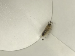 Porcellio spinicornis
