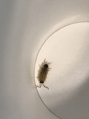 Porcellio spinicornis