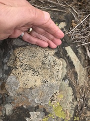 Tephromelataceae