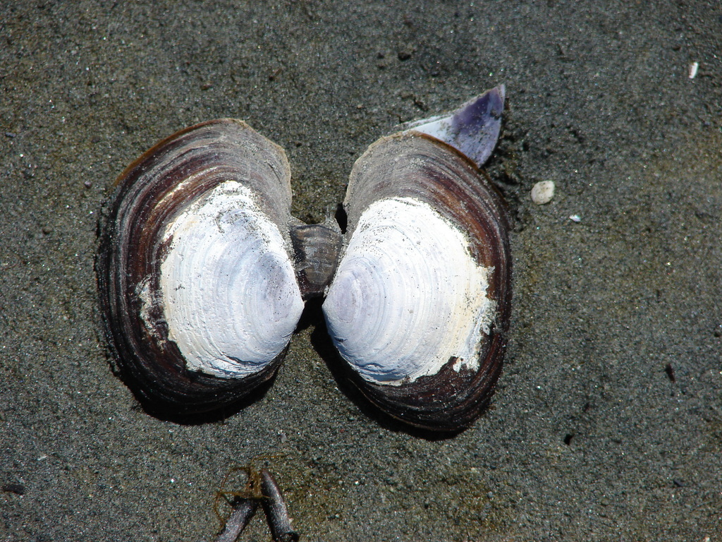 Purple Mahogany Clam from Cowichan Valley, BC, Canada on May 29, 2021