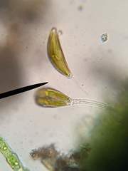 Cymbella