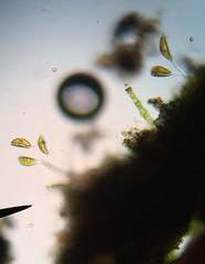 Cymbella