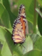 Danaus plexippus