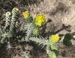 Cylindropuntia whipplei