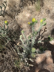 Cylindropuntia whipplei