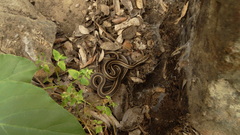 Philodryas chamissonis