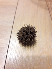 Liquidambar formosana