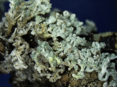 Lepraria subalbicans