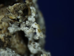 Lepraria subalbicans