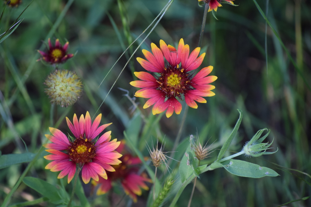 Indian blanket from Abilene, TX, USA on May 26, 2021 at 0801 AM by