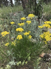 Pseudocymopterus