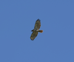 Buteo jamaicensis