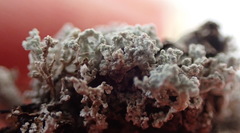 Lepraria subalbicans