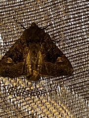 Euplexia