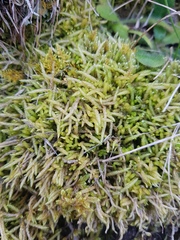 Acrocladium chlamydophyllum