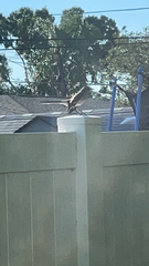 Mimus polyglottos image