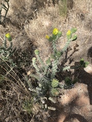 Cylindropuntia whipplei