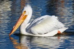 American White Pelican photo 2