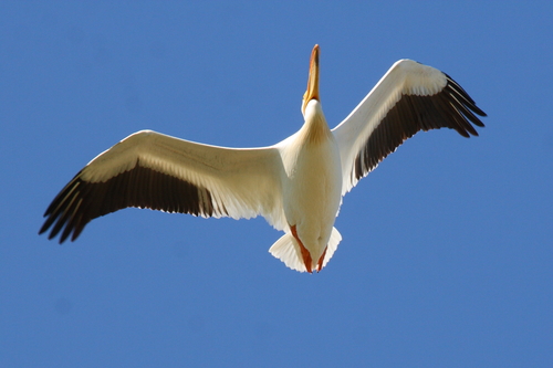 American White Pelican, photo 7 of 10