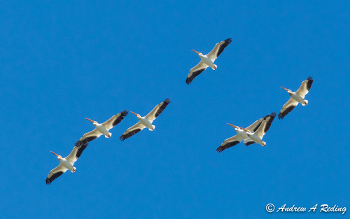 American White Pelican, photo 4 of 10