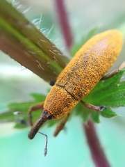 Lixus linearis