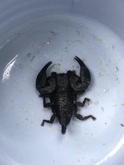 Opisthacanthus elatus