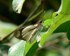 Vettius diversa