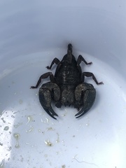Opisthacanthus elatus