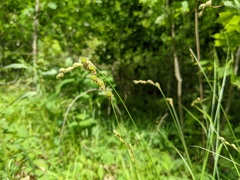 Carex foenea