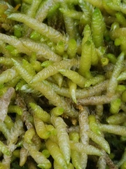 Acrocladium chlamydophyllum