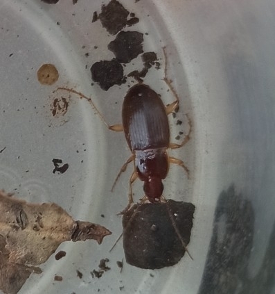 Calathus rectus