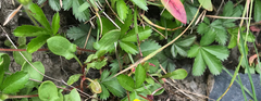 Potentilla canadensis