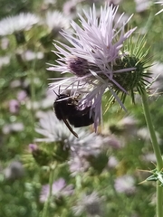 Bombus terrestris canariensis