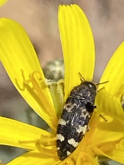 Acmaeodera diffusa