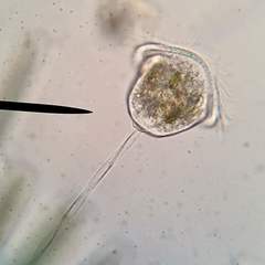 Vorticella campanula