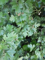 Crataegus