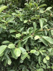 Magnolia × soulangeana