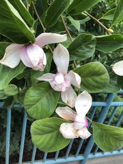 Magnolia × soulangeana