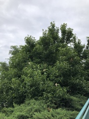 Magnolia × soulangeana