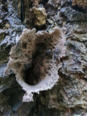 Scaptotrigona bipunctata