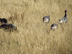 Meleagris gallopavo merriami