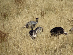 Meleagris gallopavo merriami