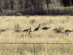Meleagris gallopavo merriami