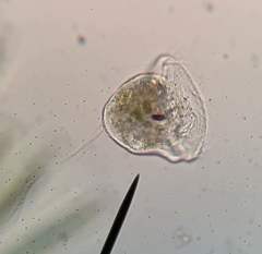 Vorticella campanula